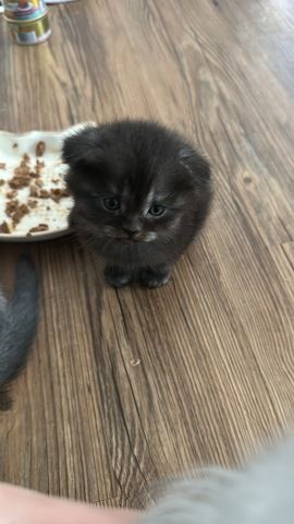 Babykatzen Maincoon/Somali