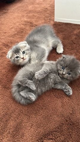 Babykatzen Maincoon/Somali