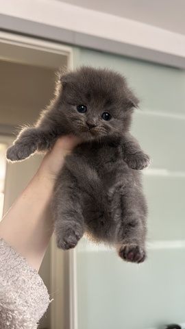 Babykatzen Maincoon/Somali