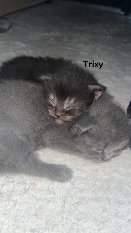 Babykatzen Maincoon/Somali