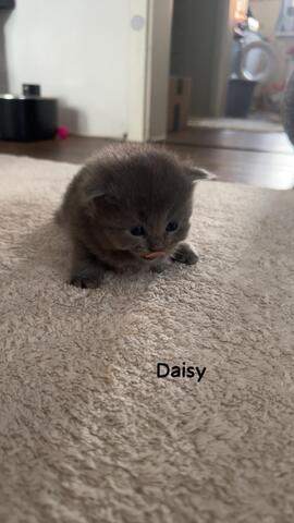 Babykatzen Maincoon/Somali