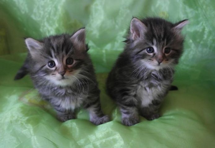 Norwegische Waldkatzen-Kätzchen
