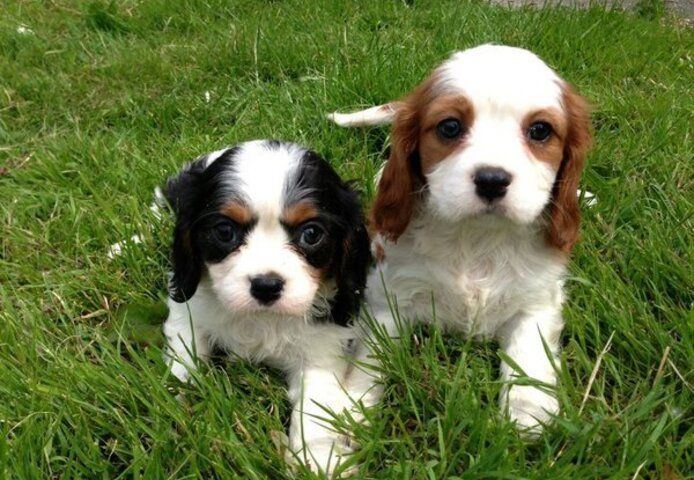 Cavalier King Charles Spaniel Welpen