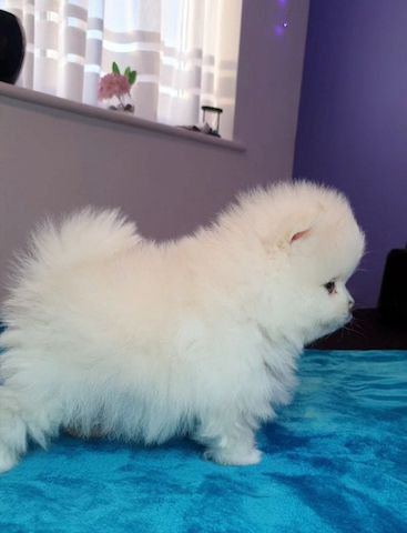 süße Pomeranian Welpen