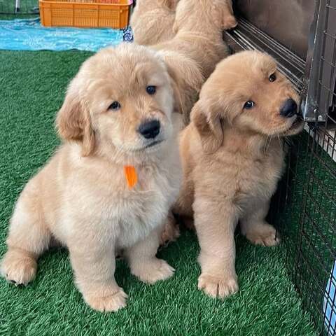 Golden Retriever