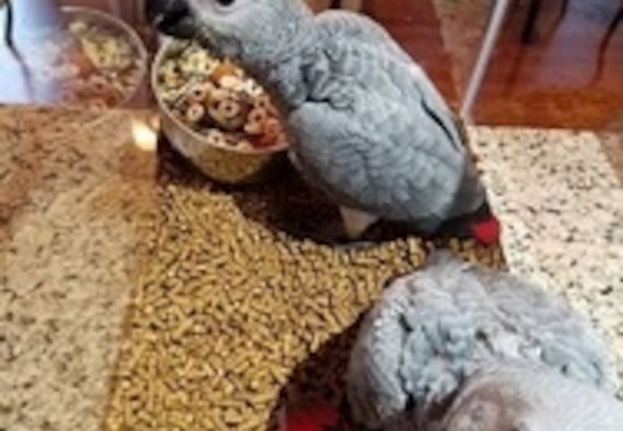 Afrikanische Graupapageien jetzt erhältlich.