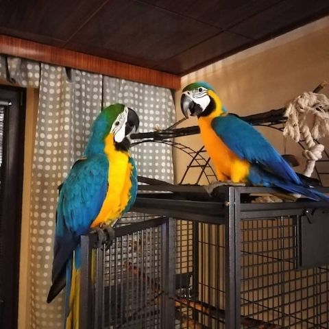 Blau-gelbe Aras suchen ein neues Zuhause