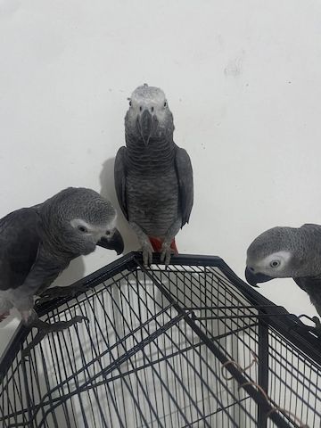 Afrikanische Graupapageien, bereit zum Abflug