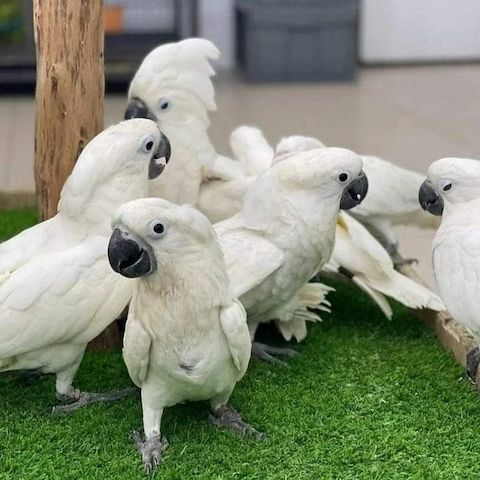 Gut gezähmte Weißhaubenkakadus