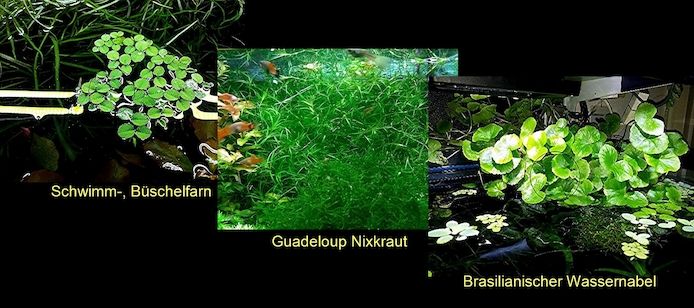 Schwimmfarn, Nixkraut, Wassernabel, Aquarienpflanzen (ab 3€)