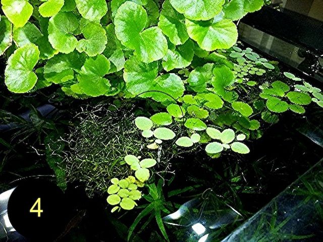 Schwimmfarn, Nixkraut, Wassernabel, Aquarienpflanzen (ab 3€)