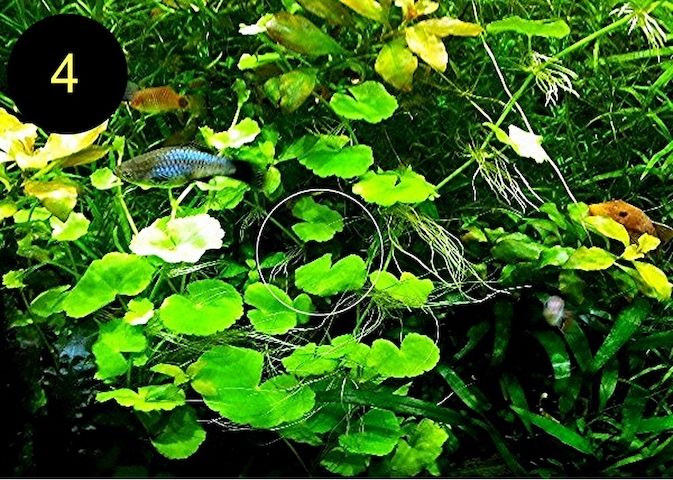 Schwimmfarn, Nixkraut, Wassernabel, Aquarienpflanzen (ab 3€)