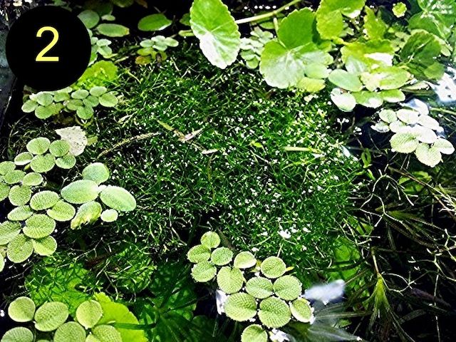 Schwimmfarn, Nixkraut, Wassernabel, Aquarienpflanzen (ab 3€)