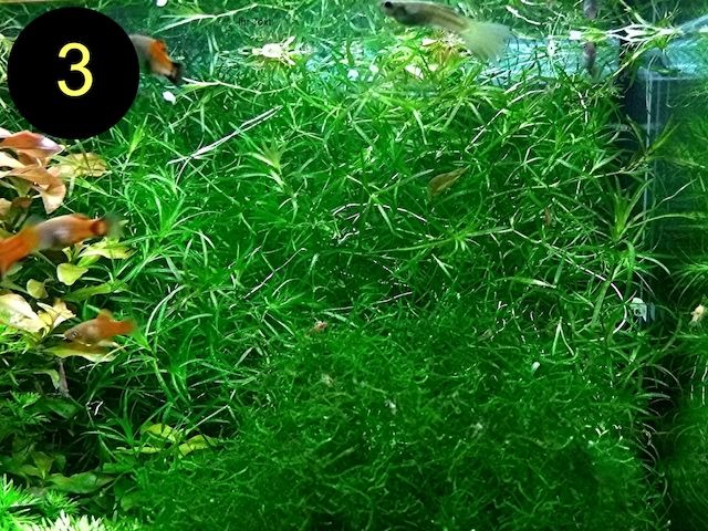 Schwimmfarn, Nixkraut, Wassernabel, Aquarienpflanzen (ab 3€)