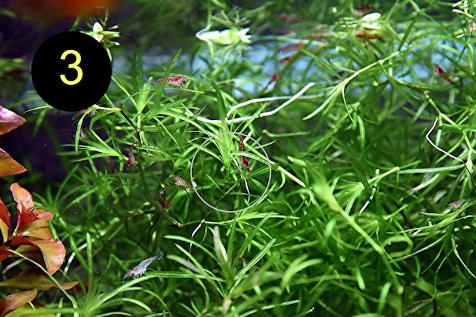 Schwimmfarn, Nixkraut, Wassernabel, Aquarienpflanzen (ab 3€)