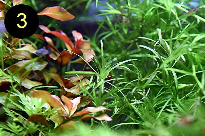 Schwimmfarn, Nixkraut, Wassernabel, Aquarienpflanzen (ab 3€)