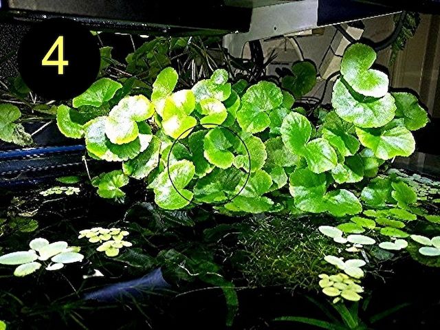 Schwimmfarn, Nixkraut, Wassernabel, Aquarienpflanzen (ab 3€)