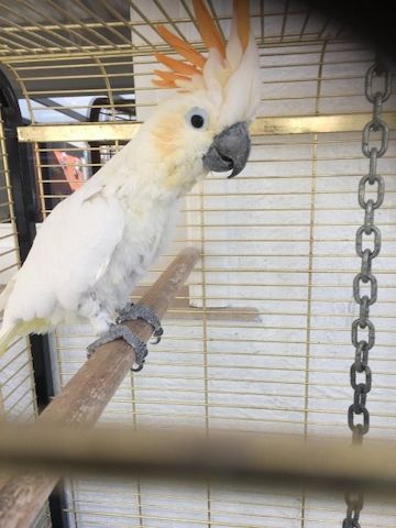 Kakadus und Papageien zu verkaufen