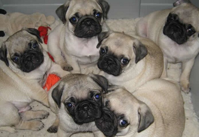 Rüden und Hündinnen – Mops-Welpen