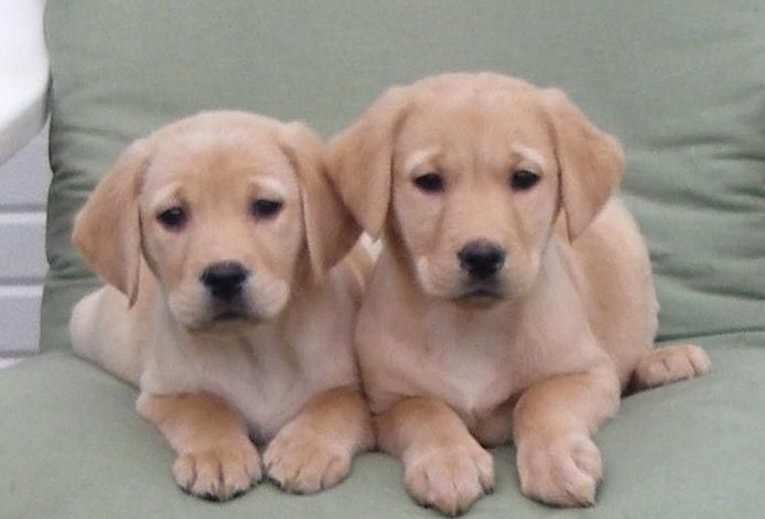 Labradorwelpen mit KC-Registrierung