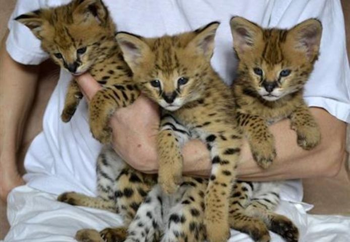 F2 Savannah Kätzchen verfügbar