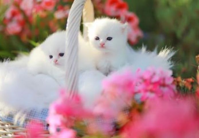 Perser Langhaar Spezial