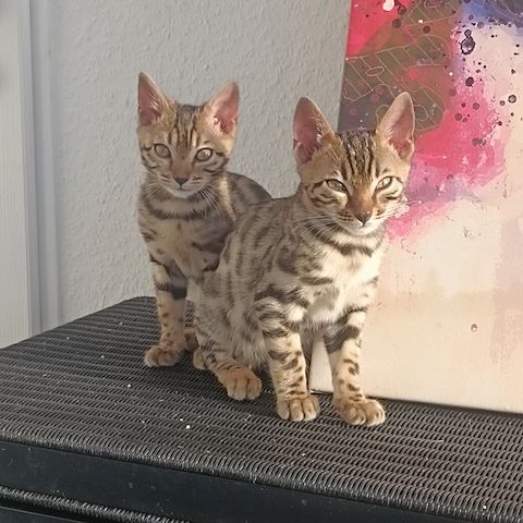 Bengal-Kitten sofort abzugeben