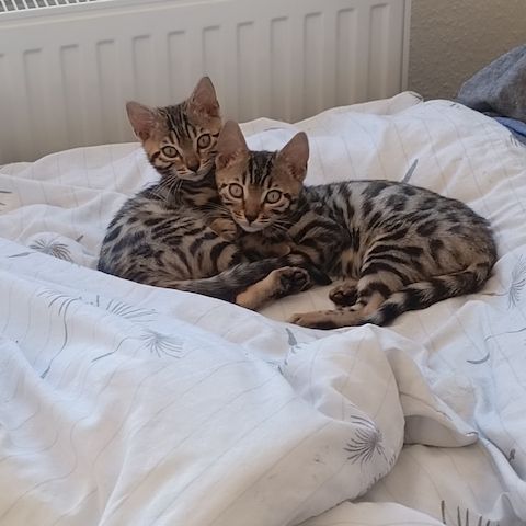 Bengal-Kitten sofort abzugeben