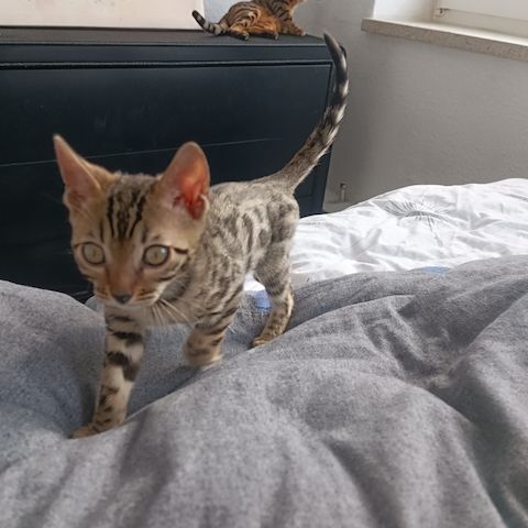 Bengal-Kitten sofort abzugeben