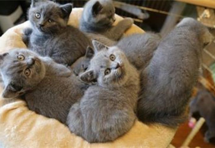 Wunderschöne Britisch Kurzhaar Kätzchen