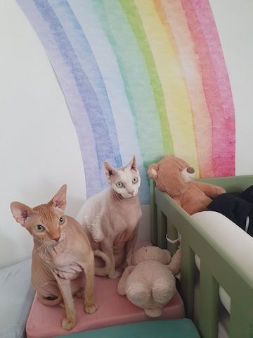 2 Kater in liebevolle Hände Abzugeben