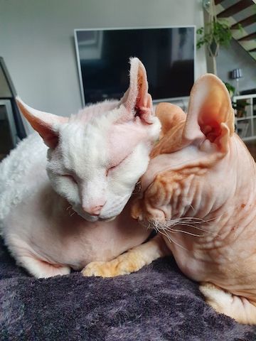 2 Kater in liebevolle Hände Abzugeben