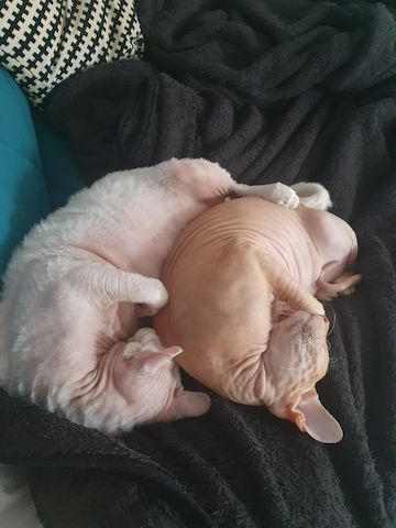 2 Kater in liebevolle Hände Abzugeben