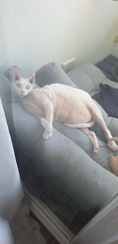 2 Kater in liebevolle Hände Abzugeben