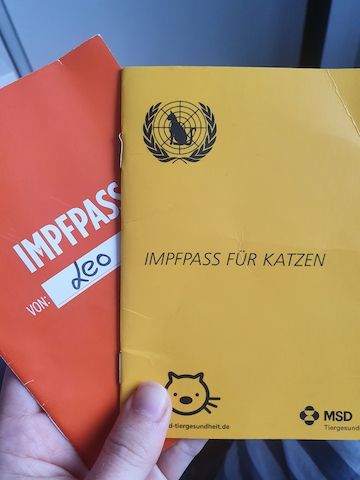 2 Kater in liebevolle Hände Abzugeben