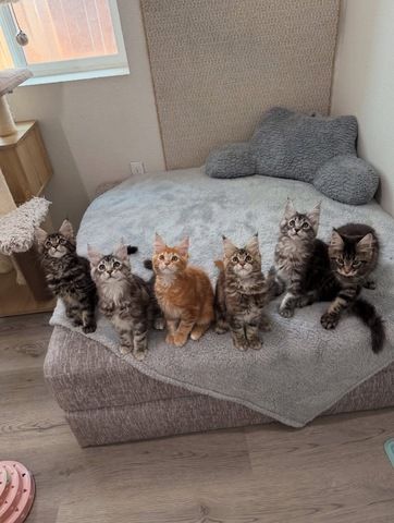 reinrassige Maine coon babys