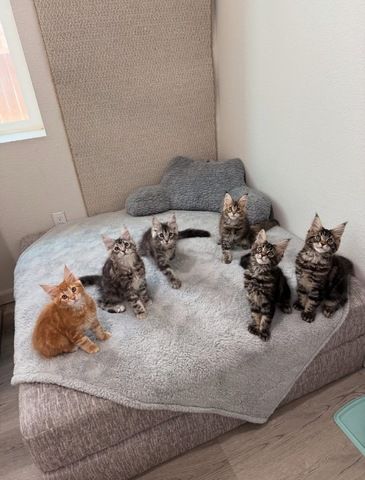 reinrassige Maine coon babys