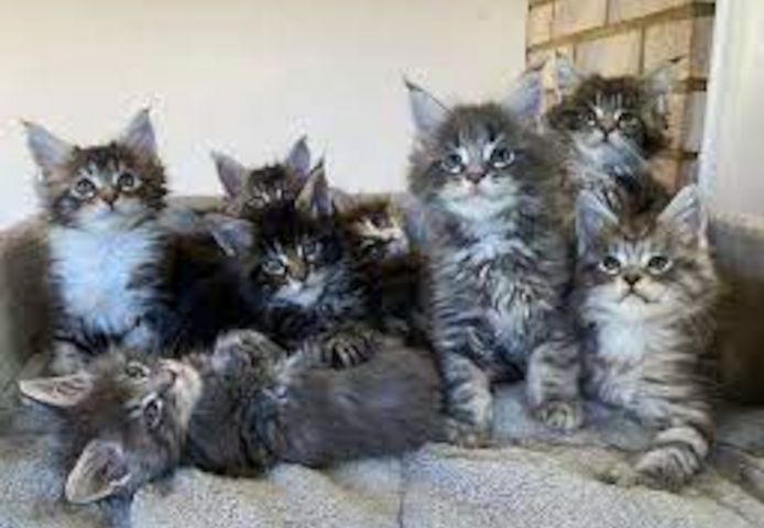 reinrassige Maine coon babys