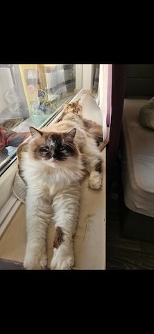 Katzen in gute Hände abzugeben