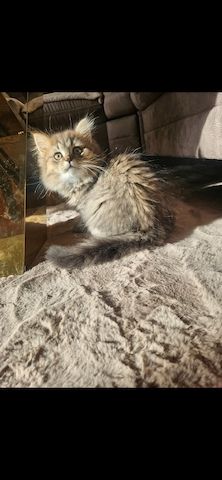 Katzen in gute Hände abzugeben