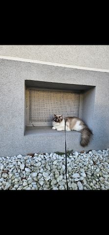 Katzen in gute Hände abzugeben