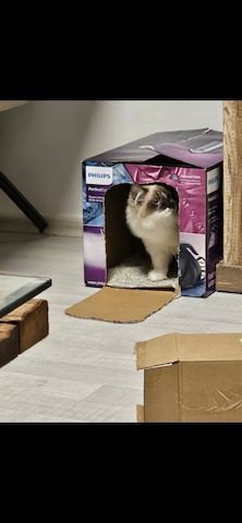 Katzen in gute Hände abzugeben