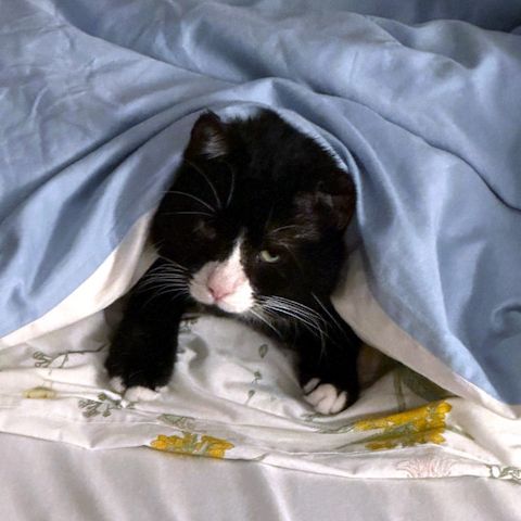 Käpt´n MORLOCK sucht Ankerplatz ohne Crew