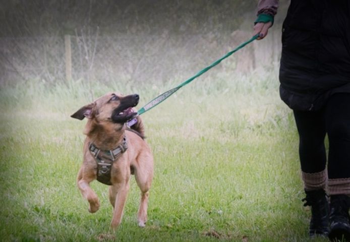 Sweet - junger Wirbelwind mit Herz