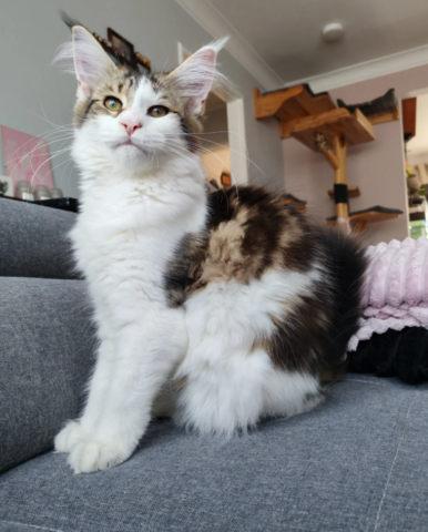 reinrassige Maine coon babys