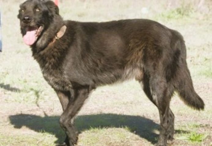 Mike - ein Goldschatz