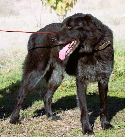 Mike - ein Goldschatz