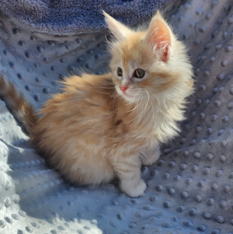 reinrassige Maine coon babys