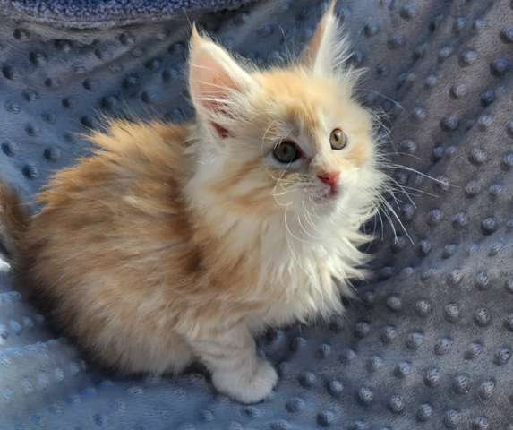 reinrassige Maine coon babys