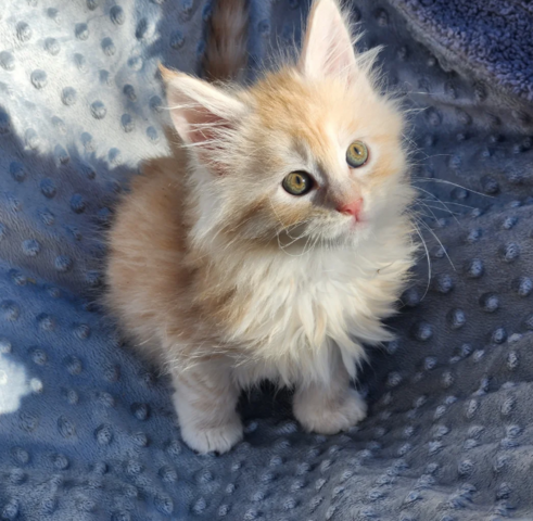 reinrassige Maine coon babys